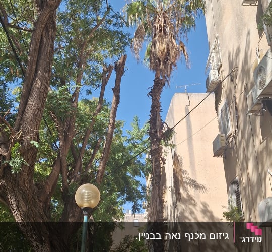 עצים גזומים ליד בניין מגורים